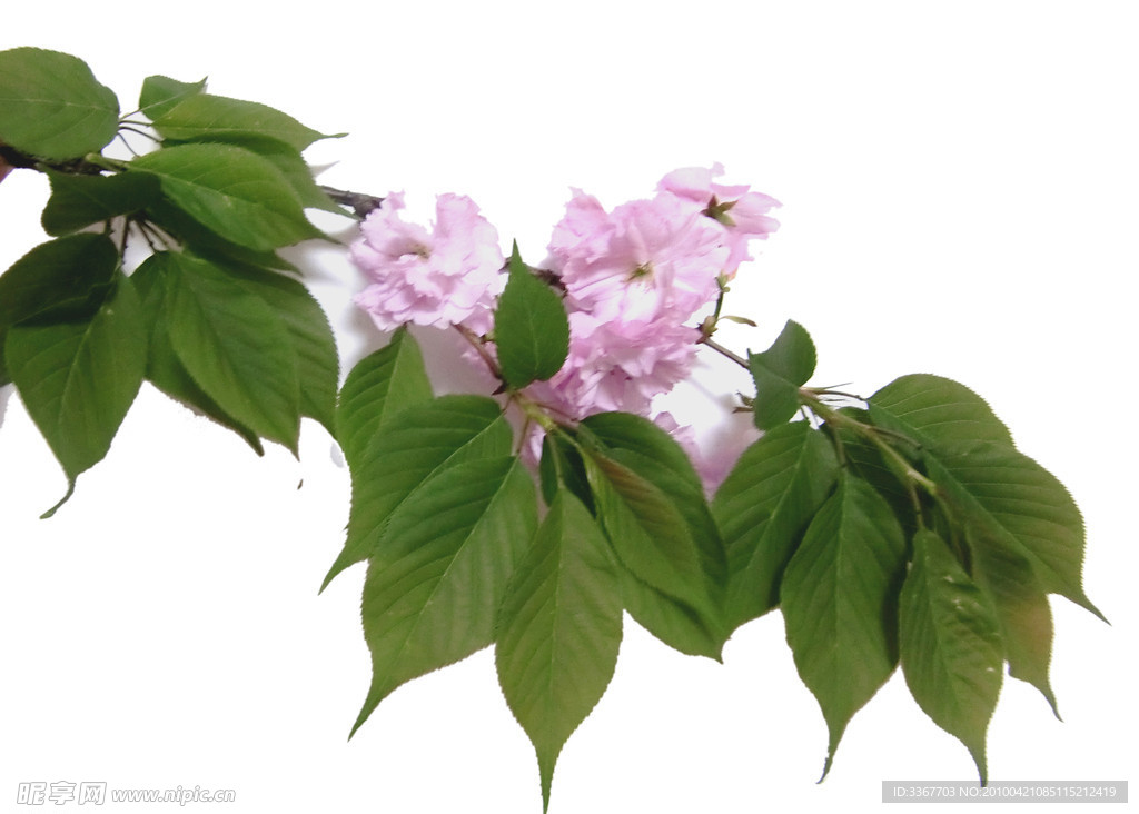 花卉 绿叶