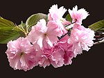 花卉