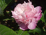 花之娇艳