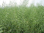 油菜籽