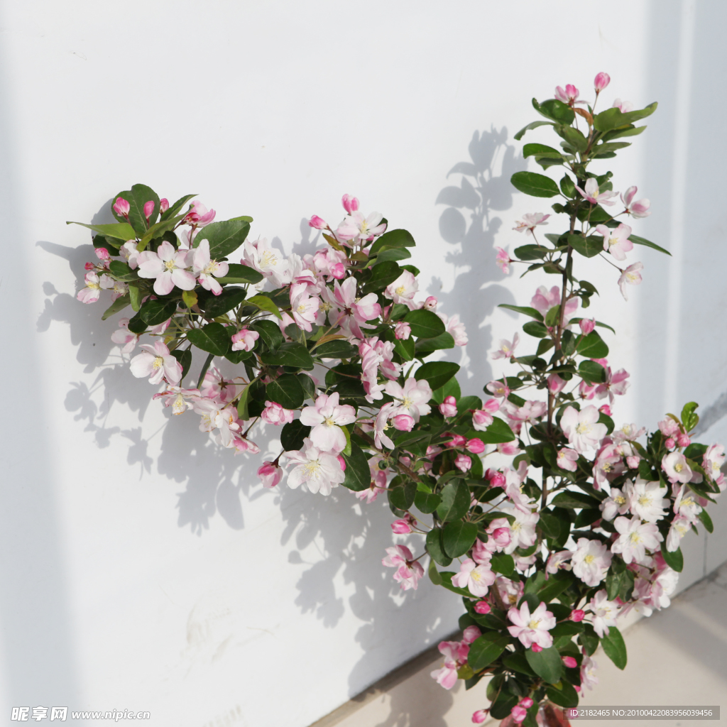 苹果花 花 苹果