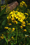 油菜花