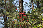 山花烂漫