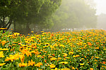 花 黄花