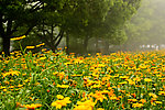 花 一丛花