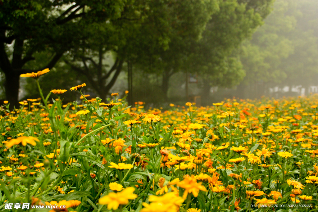 花 一丛花