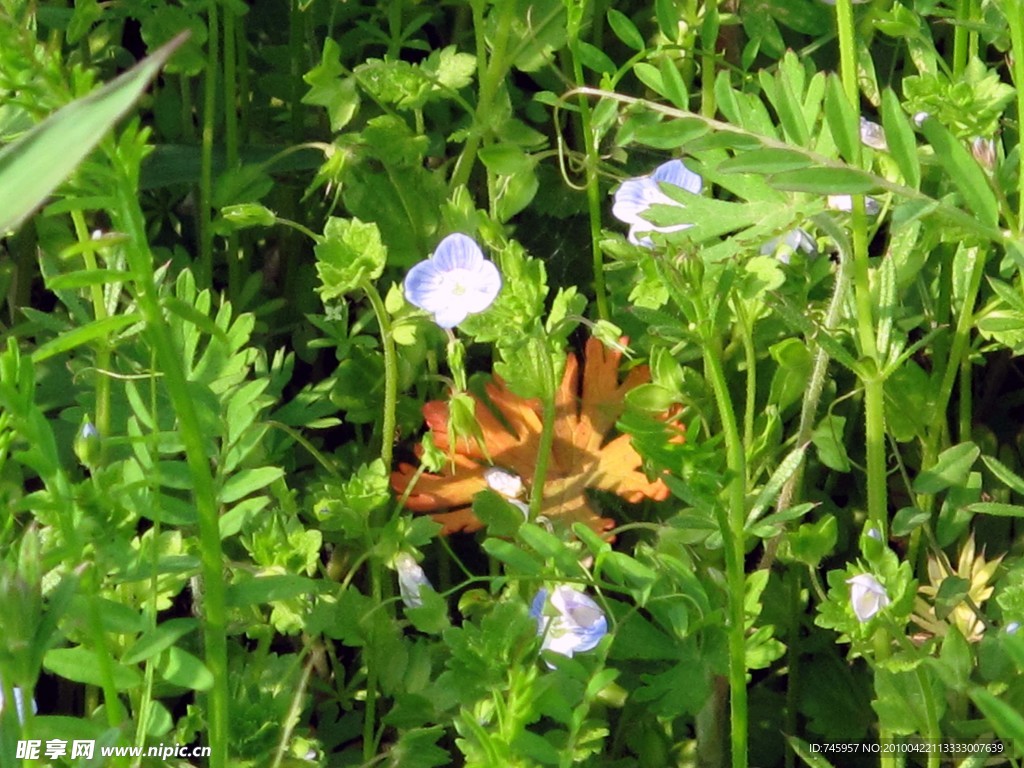 青草地