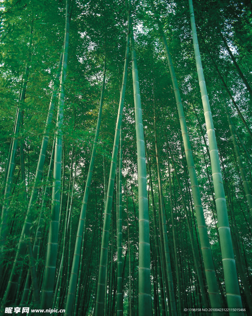 竹林