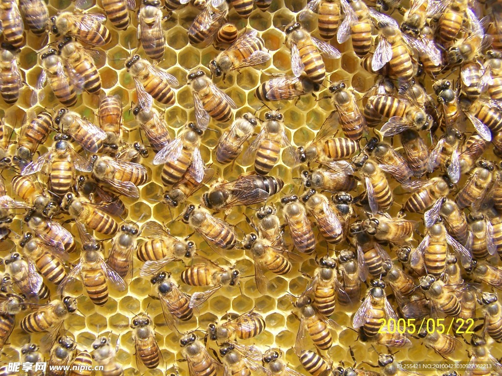 蜂巢图片素材-编号14455282-图行天下