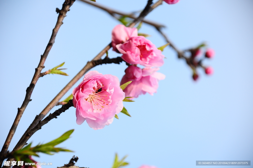 桃花三