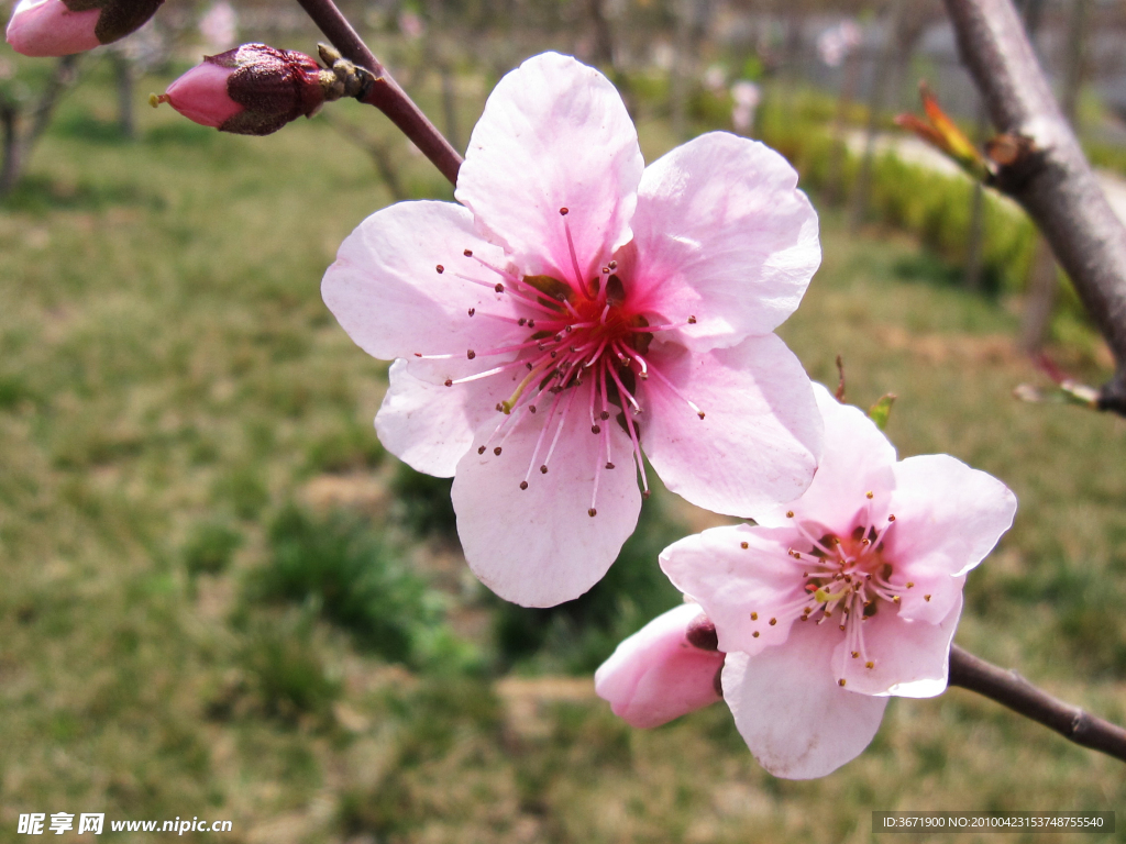 桃花