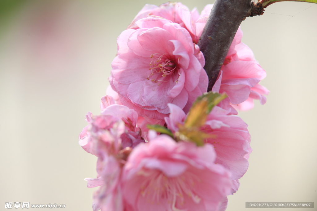 桃花