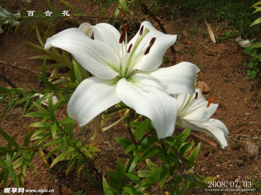 百合花