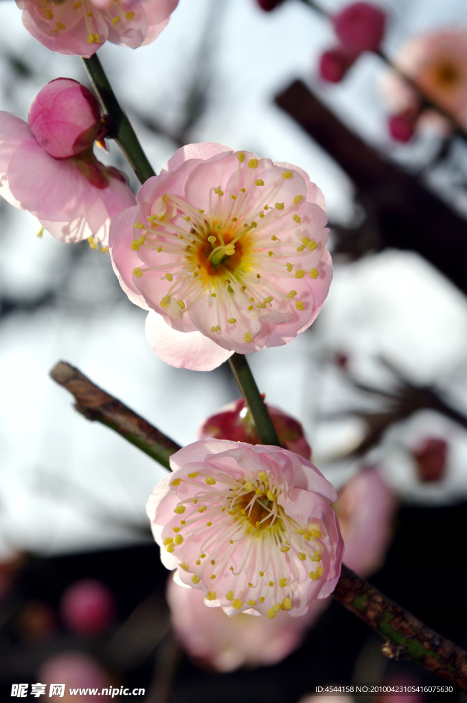 冬季里盛开的梅花