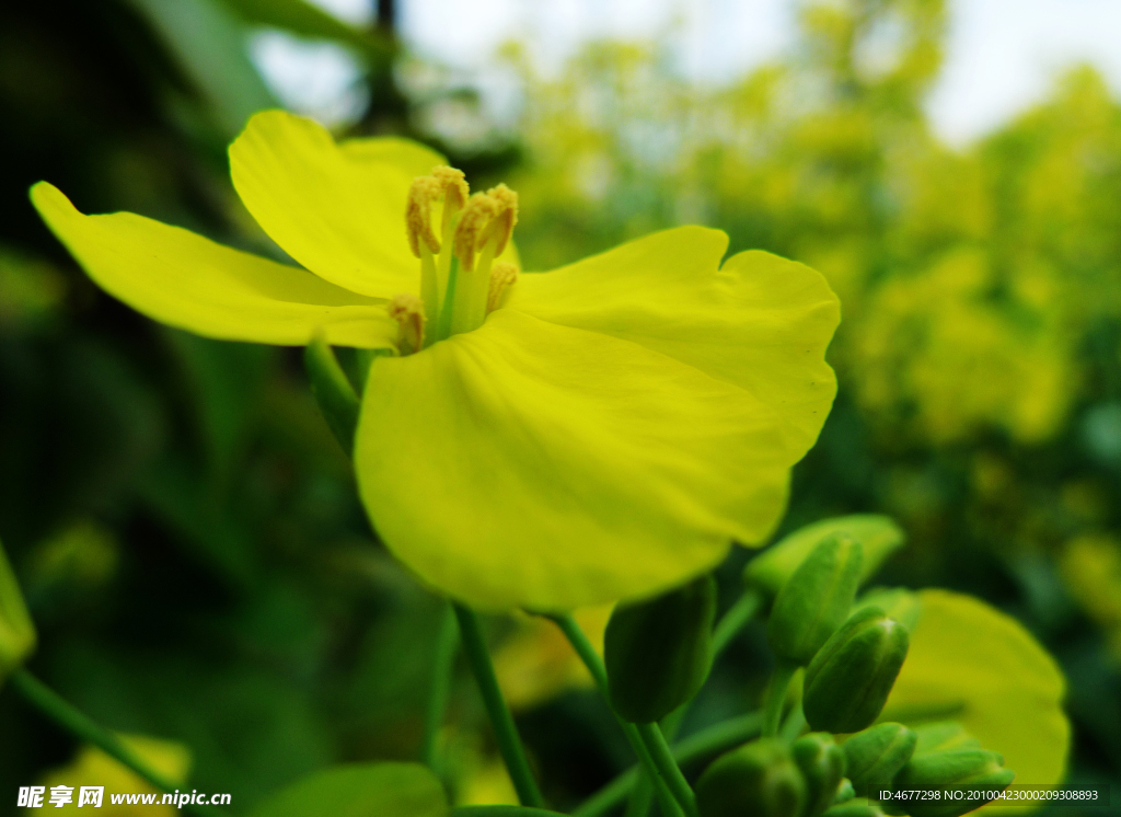 油菜花