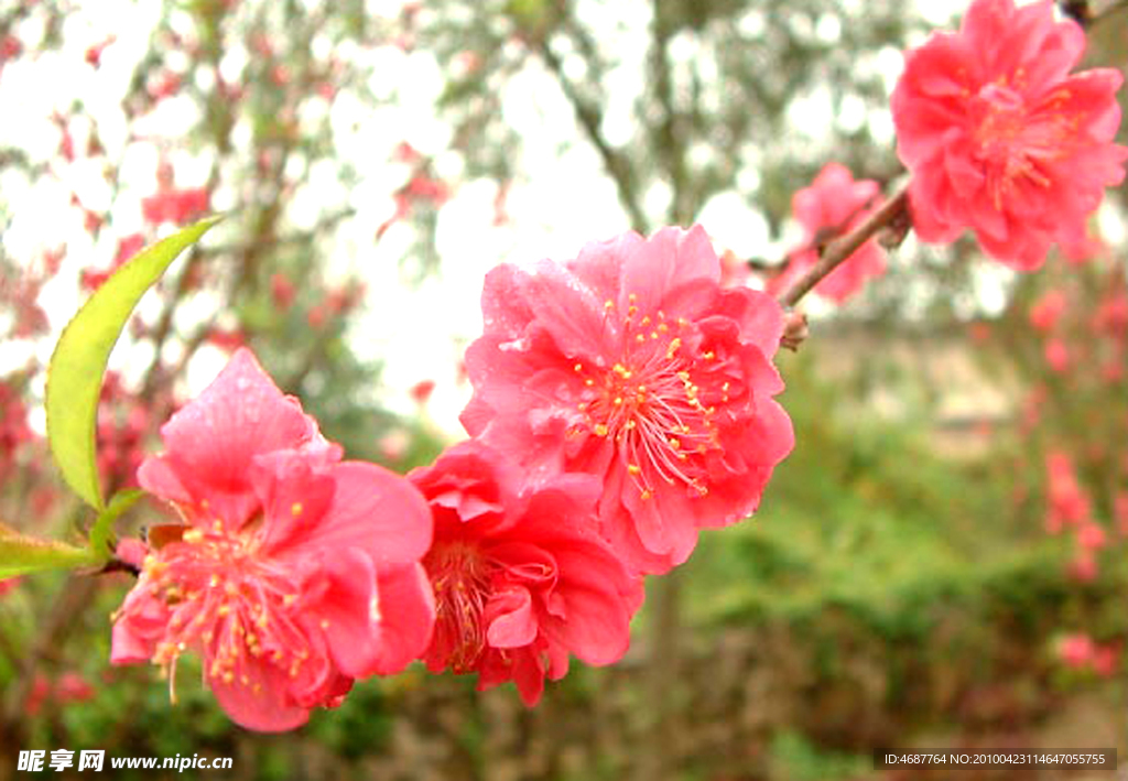 美丽的桃花