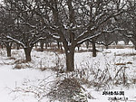 梨园雪景