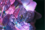 雨季