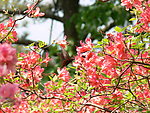 花中飞蝶