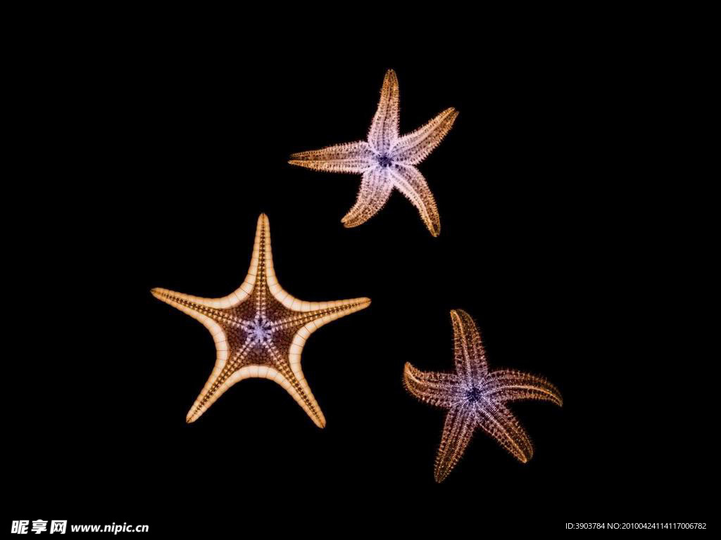 海星