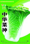 蔬菜海报设计