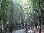 杭州竹林