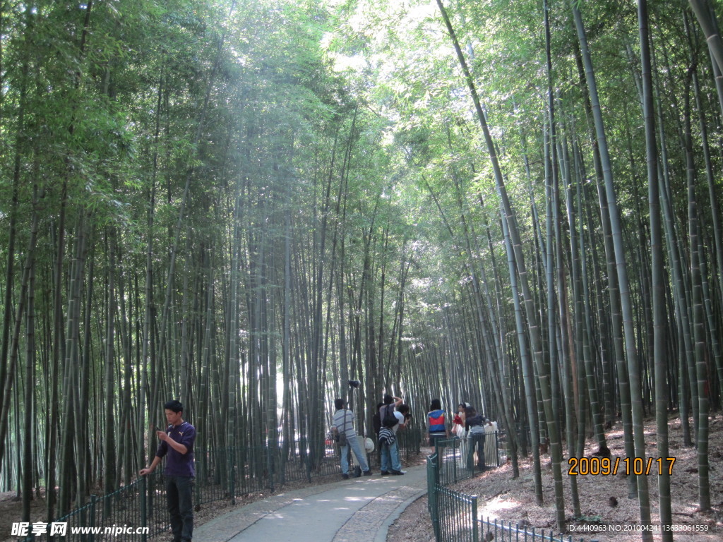 杭州竹林