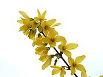 黄花
