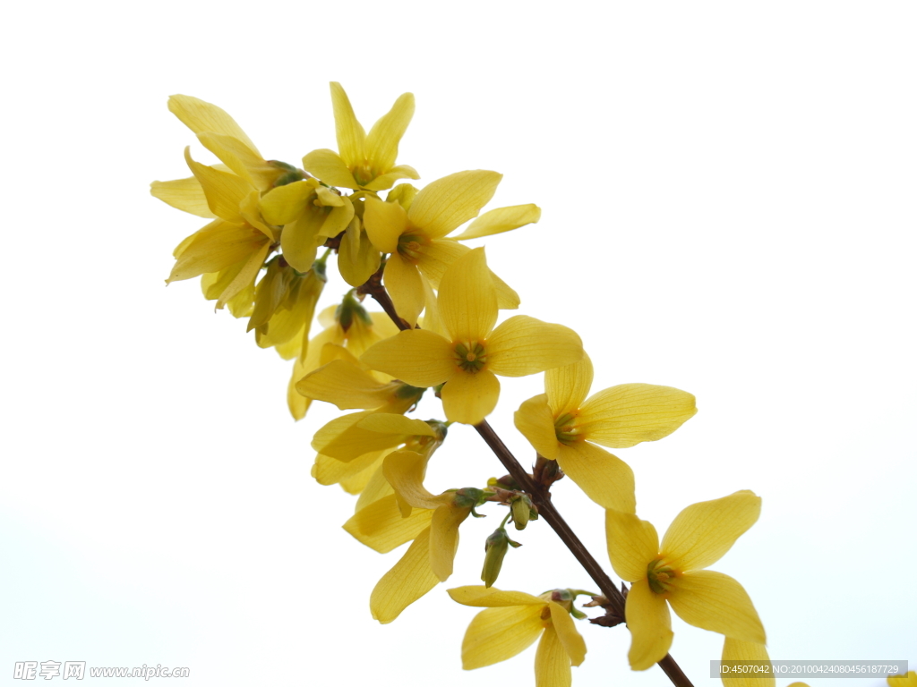 黄花