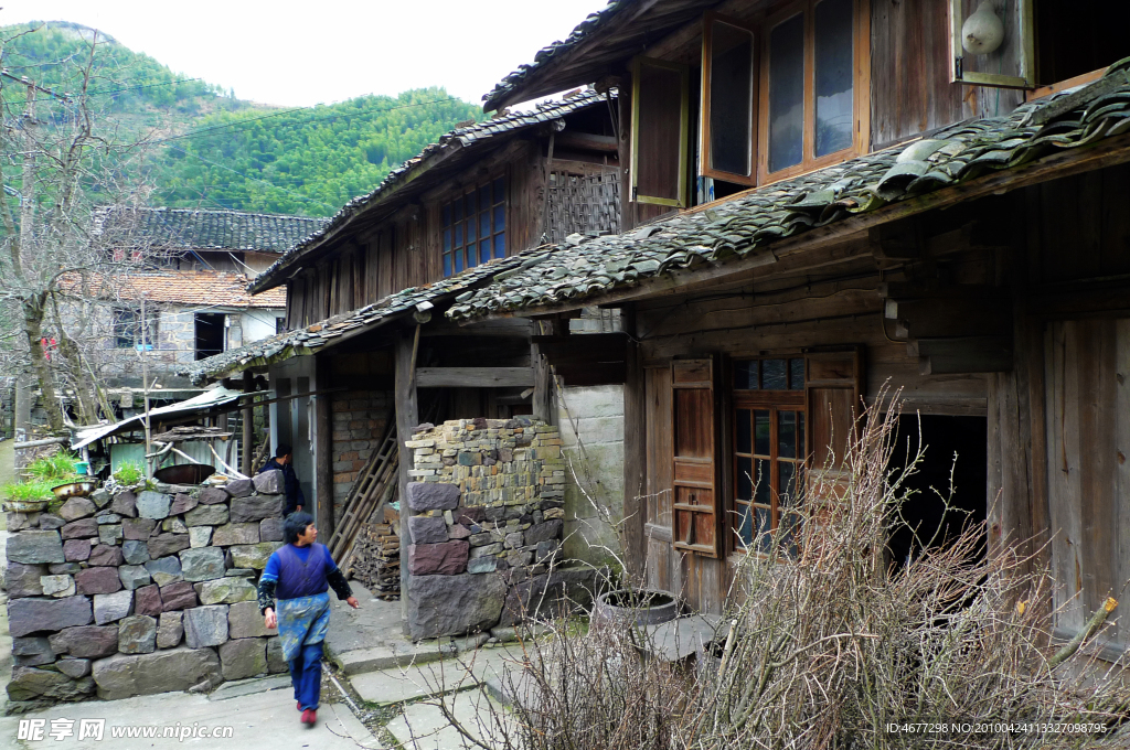 宁波古树村