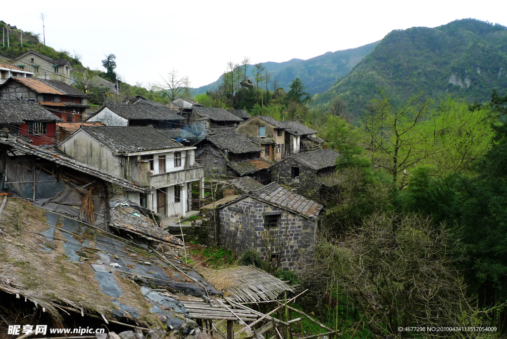 宁波古树村