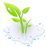 水滴下的小草