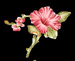 花卉