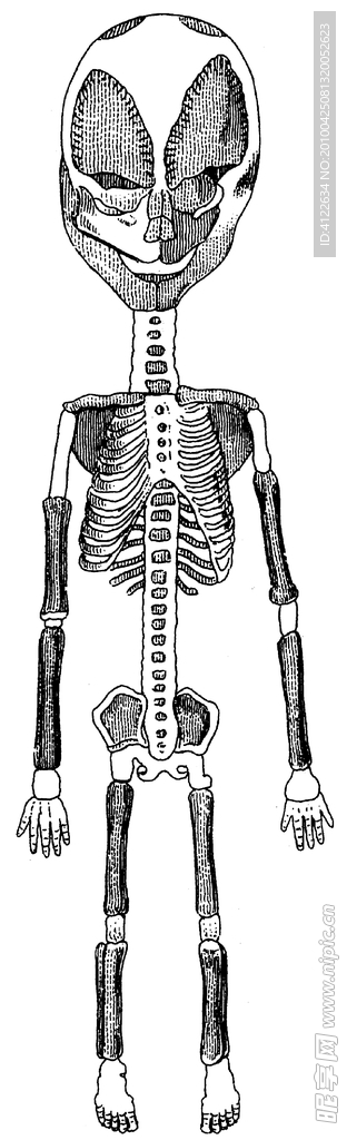 儿童或外星人骨骼正面2