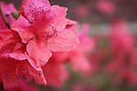 杜鹃花开