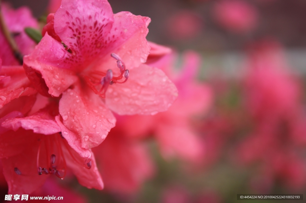 杜鹃花开
