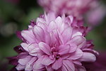 粉紅菊