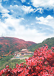 杜鹃花海中的寺庙