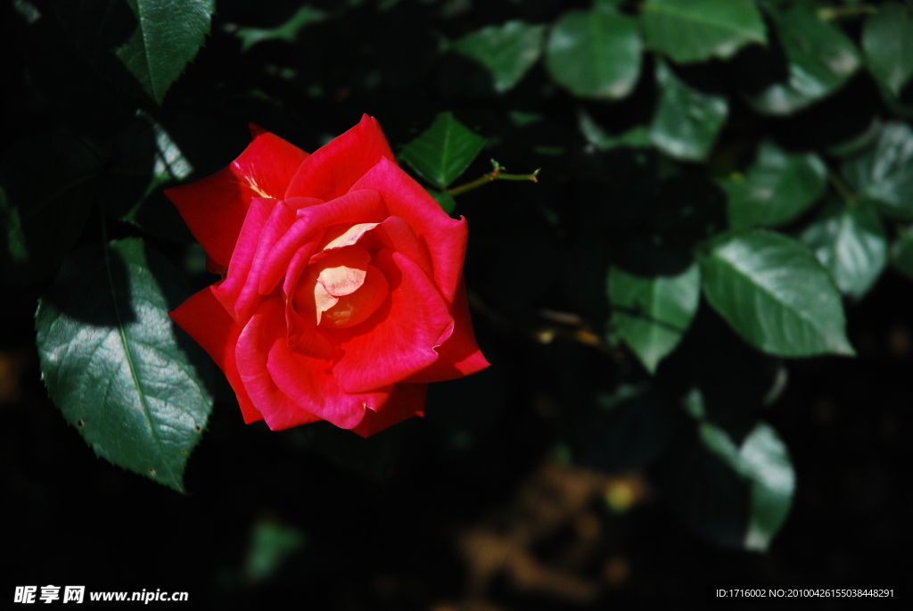 月季花