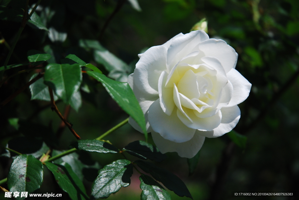 白色月季花