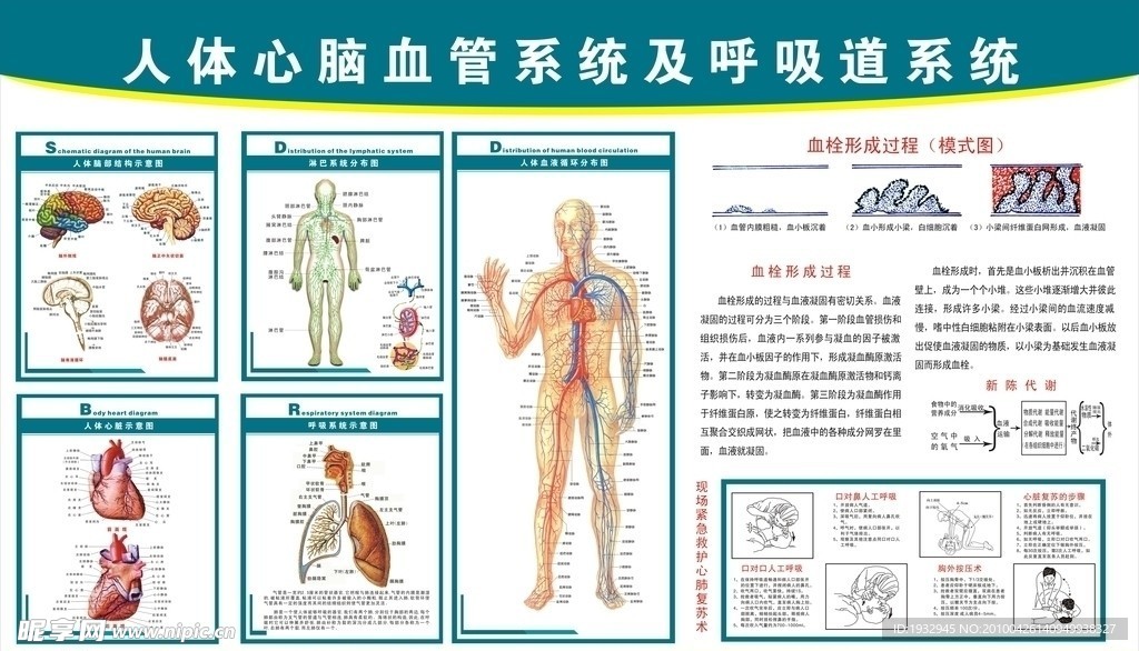 心脑血管挂图