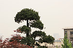 松树