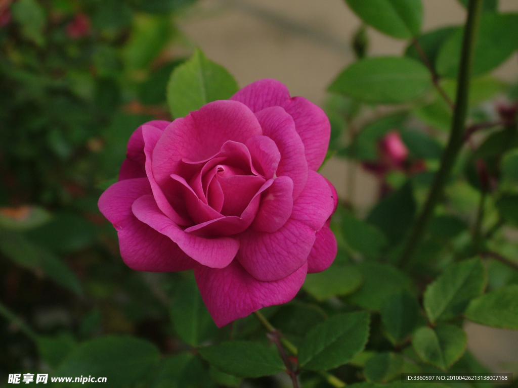 月季花