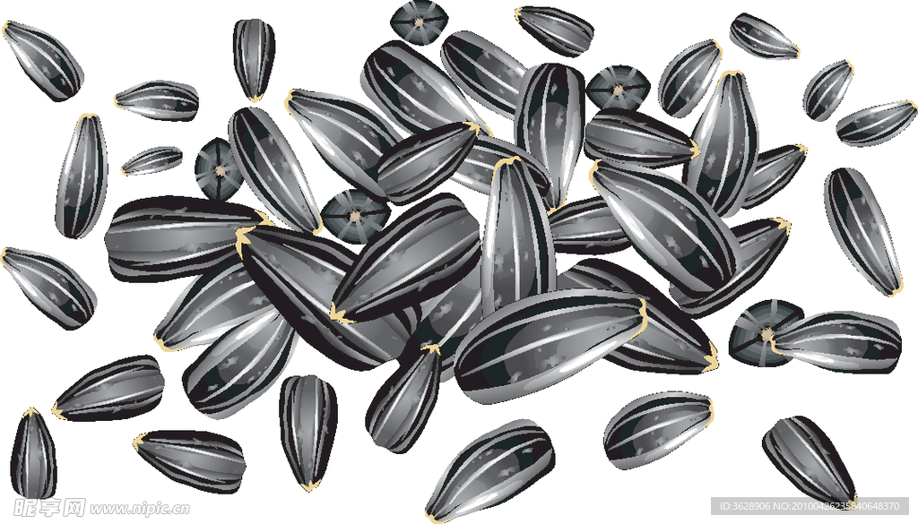 葵瓜子 葵花籽 矢量素材