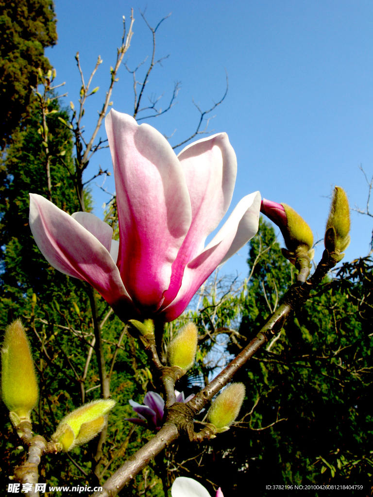 玉兰花
