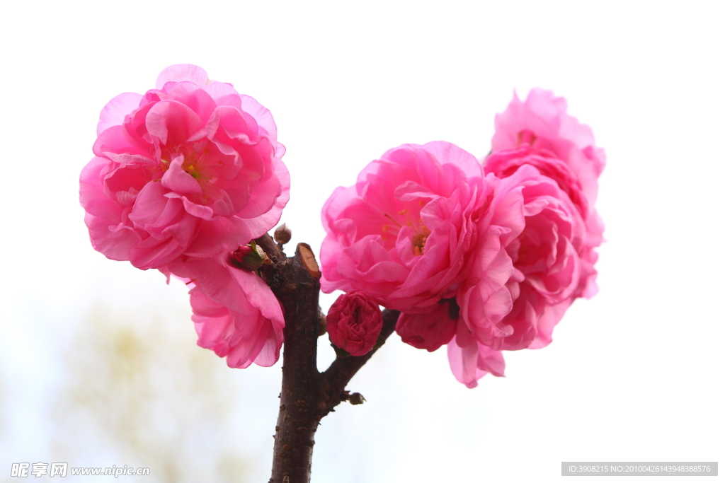 桃花