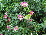 鲜花