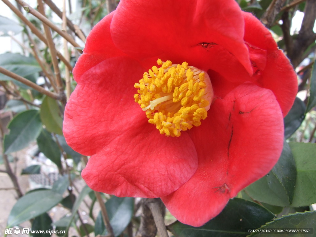 耐冬花