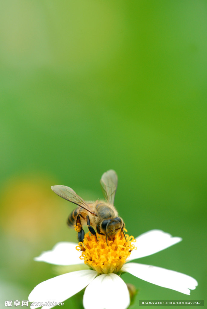 蜜蜂