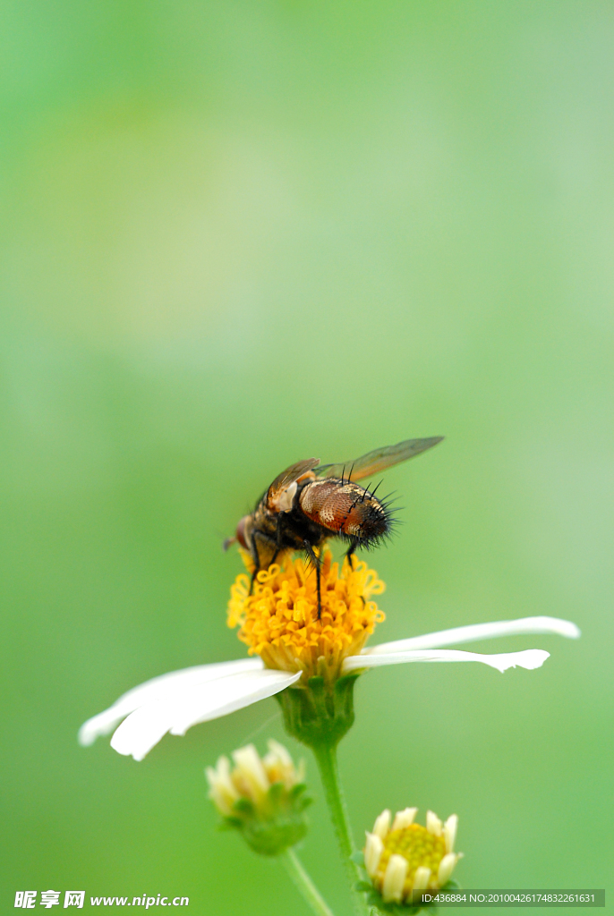 蜜蜂